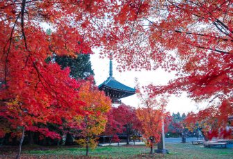 紅葉を見ながらウォーキングダイエット　京都・美人散策のススメ