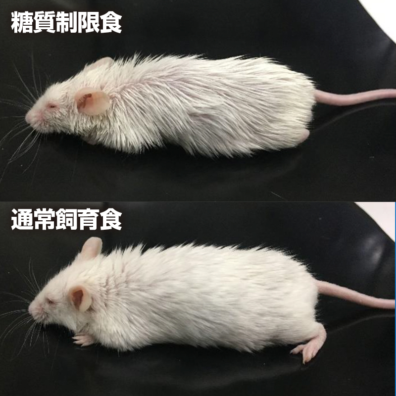 糖質制限食を摂取し続けたマウス（上）は、通常飼育食を与えられたマウス（下）に比べ、毛や皮膚が著しく老化した。（写真は研究チームの発表資料から）