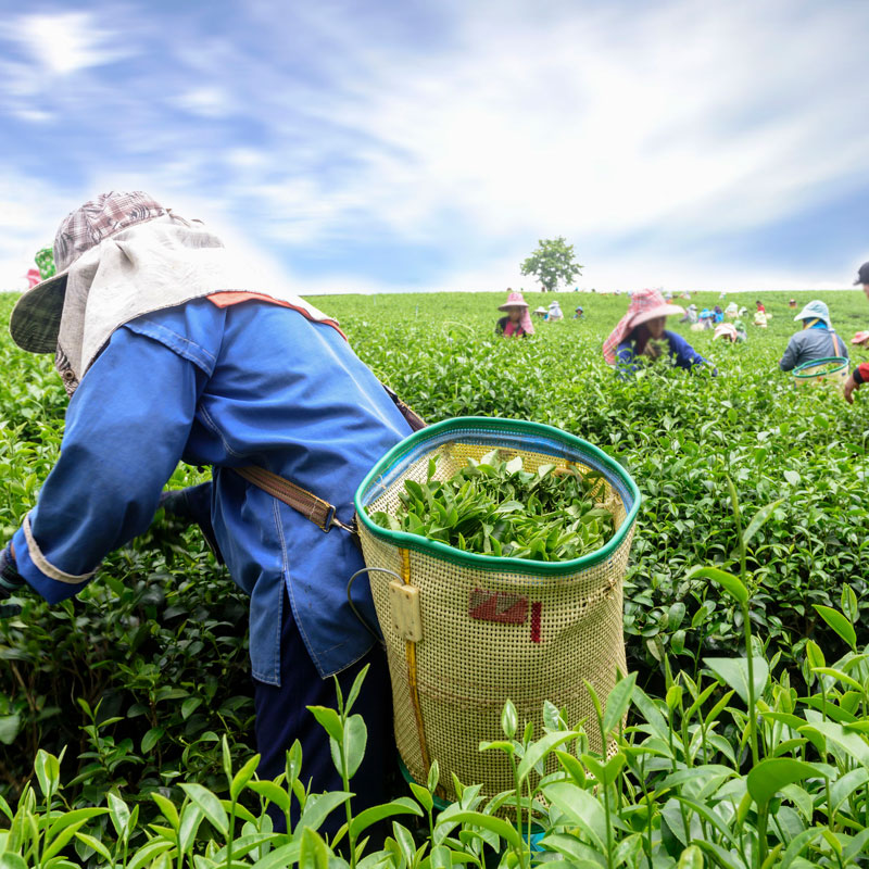 緑茶農家