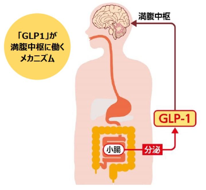 GLP-1が満腹中枢に働くメカニズムのイメージ図