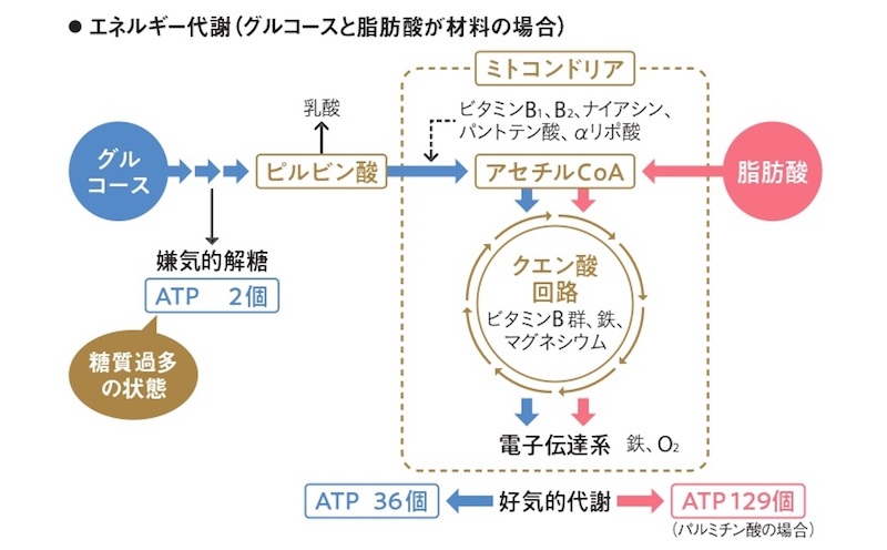 ATP生成の図解