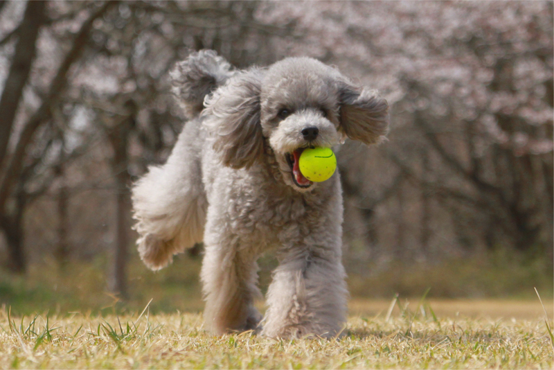 ボールをくわえて走る犬