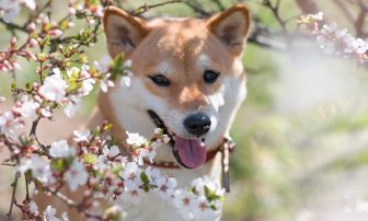 犬や猫の花粉症｜柴犬やシーザーはリスク高い？散歩やシャンプーなどの対策法