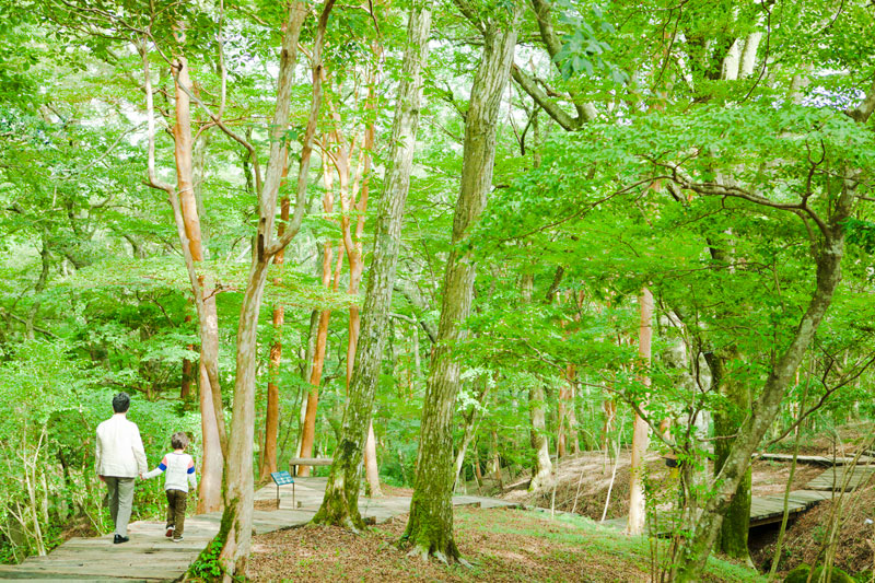 晴れていれば箱根の植物や彫刻作品を楽しめる遊歩道