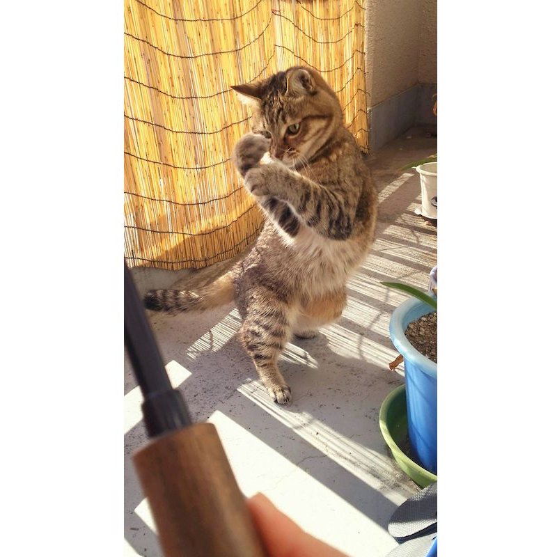 踊る猫の写真