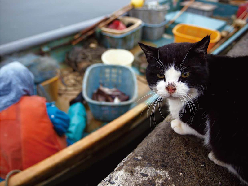 港町で暮らすハチワレのボス猫。漁船を背に、ギロリとこちらを睨みつけています。今にも飛びかかってきそうなほどの迫力…！　ワサッと生えたヒゲは長老っぽさも感じさせますね
