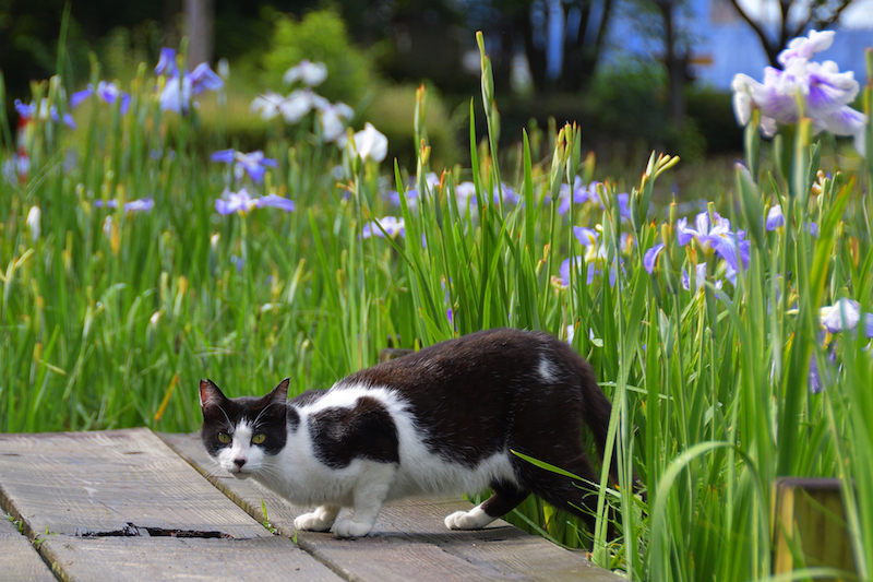気取らない日常風景を収めた 猫と花 の写真がとっても華やか 1 1 8760 By Postseven