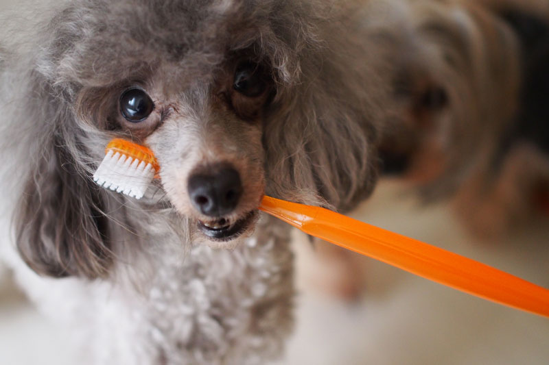 虫歯になりにくい犬や猫 それでも毎日の 歯磨き が欠かせない理由とは 1 1 8760 By Postseven