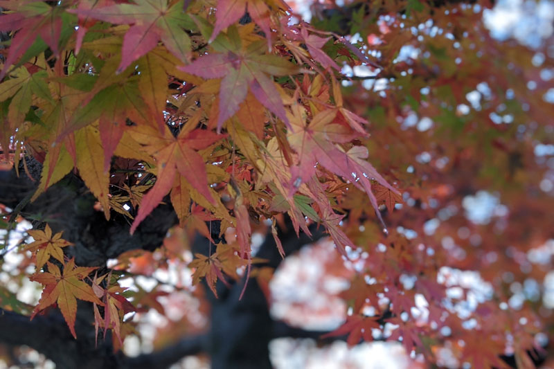紅葉シーズンの京都も、日時を選べばゆっくり見学できる
