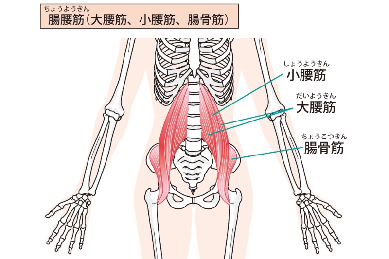 腸腰筋の図解イラスト