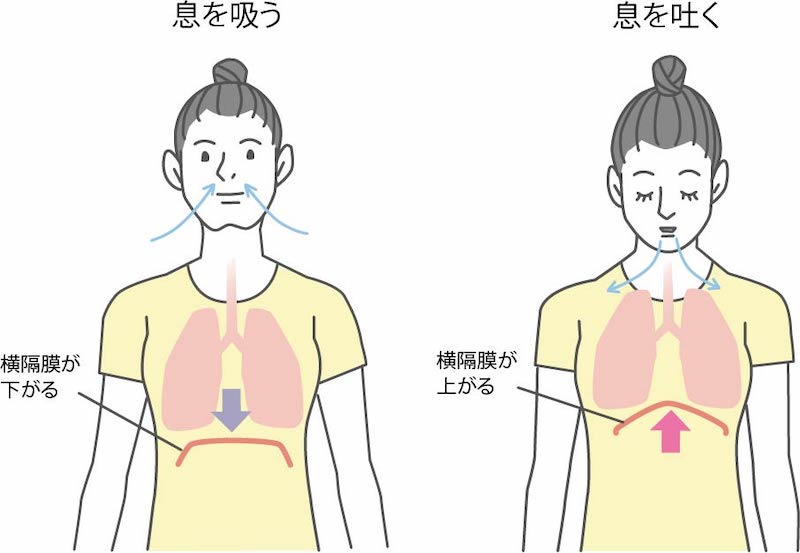 呼吸と横隔膜の関連を図解