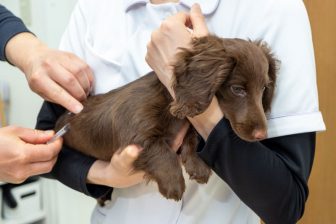 犬のワクチン、接種のタイミングや注意点｜副反応の出やすさは犬種や体格と関係ある？