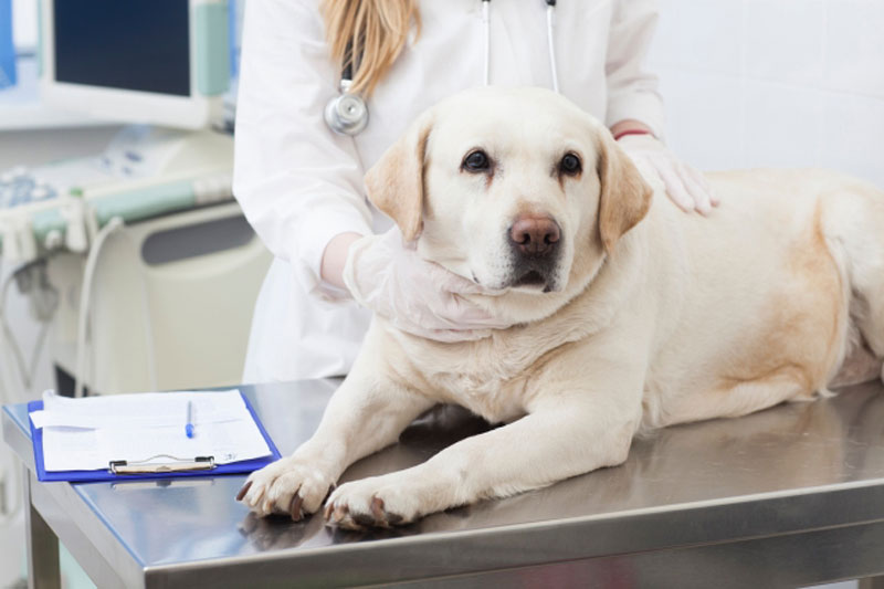 犬は5頭に1頭が悪性腫瘍（がん）で亡くなってしまうそう。愛犬のがん治療や早期発見のために、飼い主できることは？（Ph／Photo AC）
