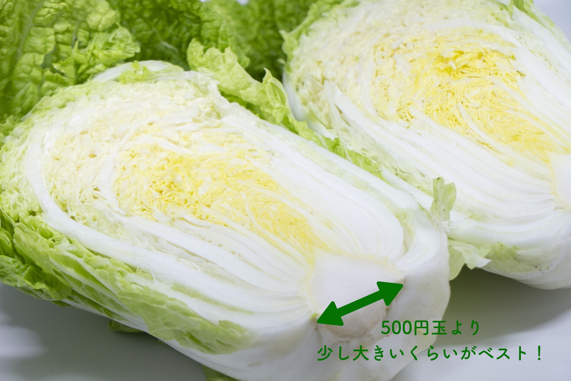 おいしい白菜は芯のサイズをチェック！（Ph／Photo AC）