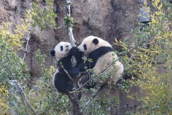 1本の木に登ってじゃれる双子パンダがかわいすぎる！シャオシャオはパパ似のおっとりさん？