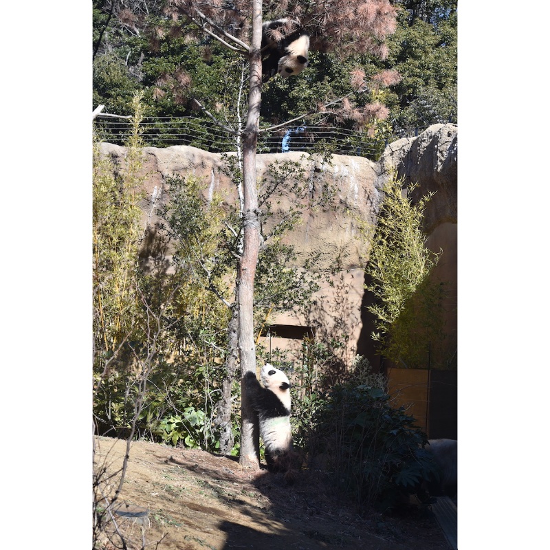 かなり高い木に登るレイレイを下で見ているシャオシャオ（Ph／(公財)東京動物園協会）