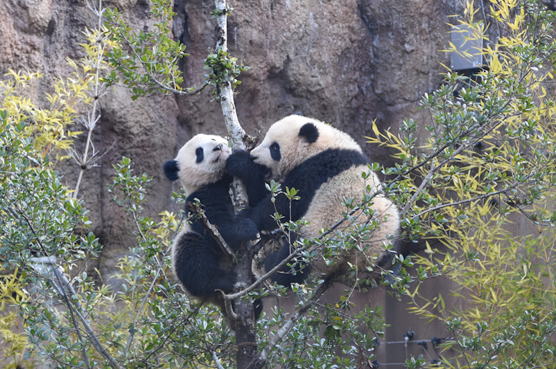 木に登る2頭のパンダ