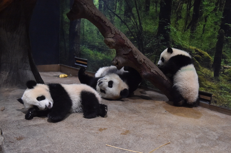 思い思いに過ごすシンシン（中央）と双子パンダのレイレイ（左）、シャオシャオ（右）（Ph／（公財）東京動物園協会）