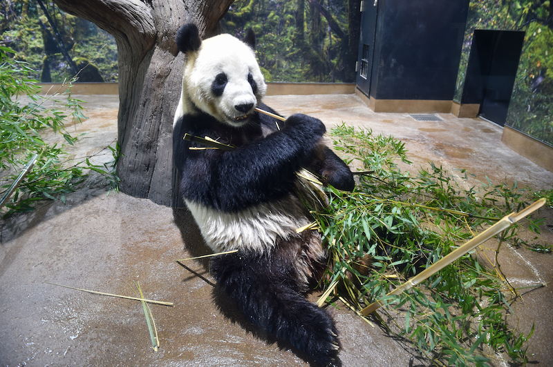 竹を食べているジャイアントパンダ