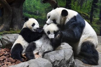上野動物園再開！双子パンダとママパンダがだんご状になって仲睦まじいスキンシップ