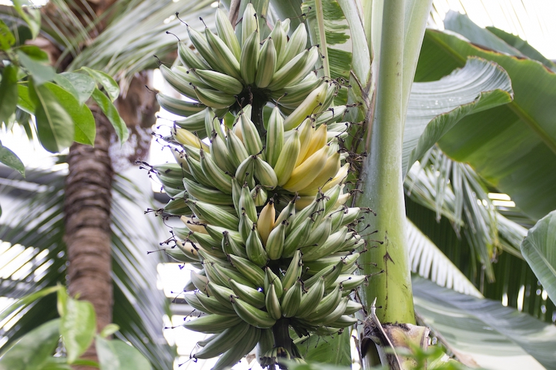 木になっているバナナ