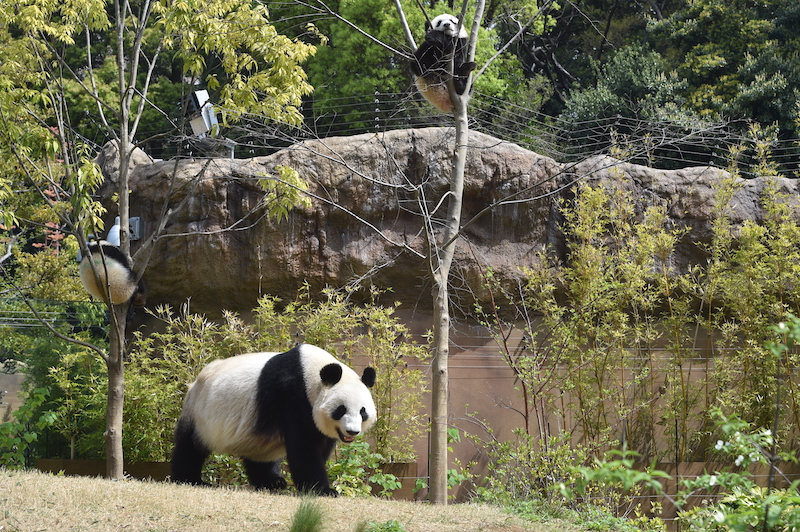 ジャイアントパンダの親子（手前シンシン、左奥シャオシャオ、右奥レイレイ）（Ph／（公財）東京動物園協会）