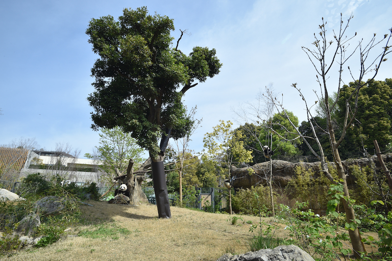 日光浴をする双子パンダとそれを離れて見守るママパンダ（左から、シンシン、シャオシャオ、レイレイ）（Ph／（公財）東京動物園協会）