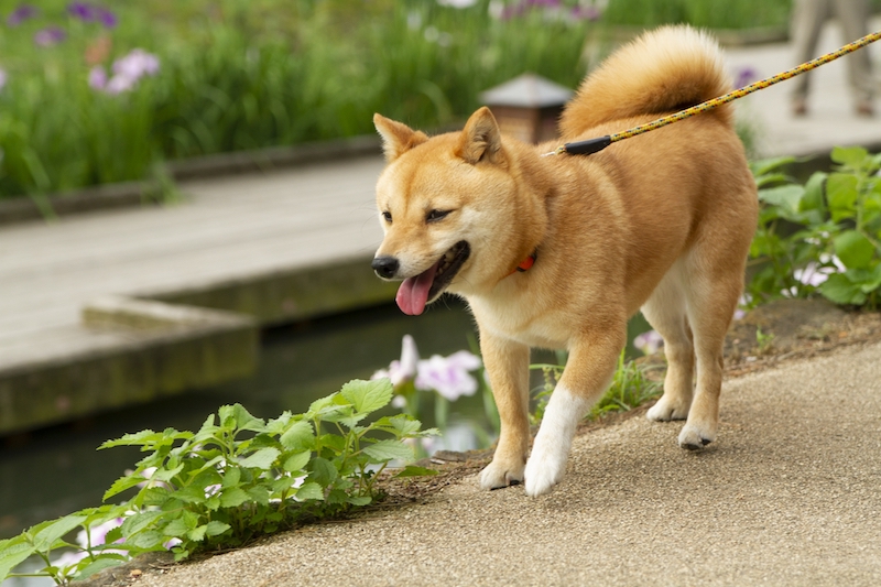 散歩する芝犬