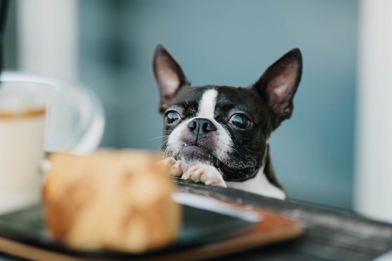 犬の食事の注意点とは？（Ph／PhotoAC）