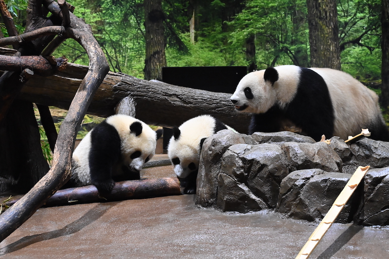 上野動物園のジャイアントパンダ