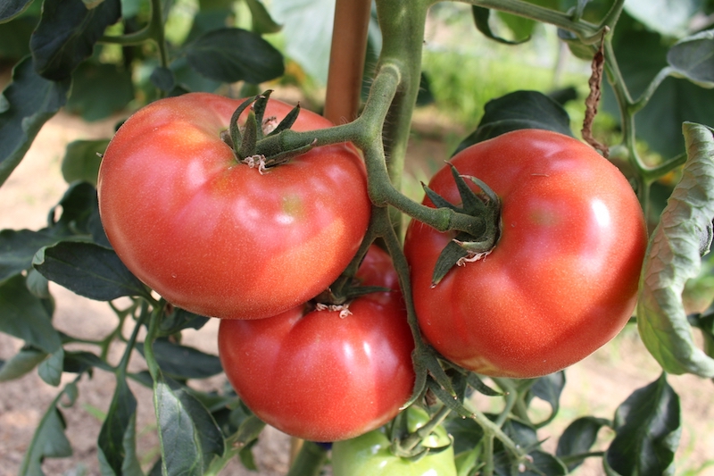 畑に成っているトマト