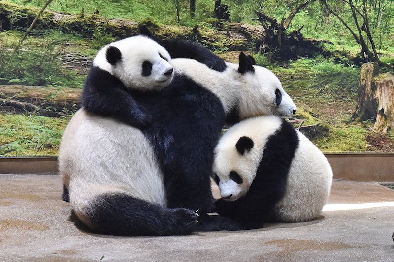 母親のシンシンの背中にもたれるレイレイ（メス）と足元にいるシャオシャオ （オス）と（Ph／（公財）東京動物園協会）