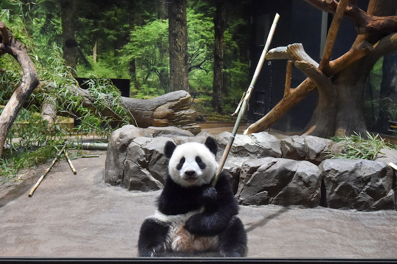 竹をもつジャイアントパンダ