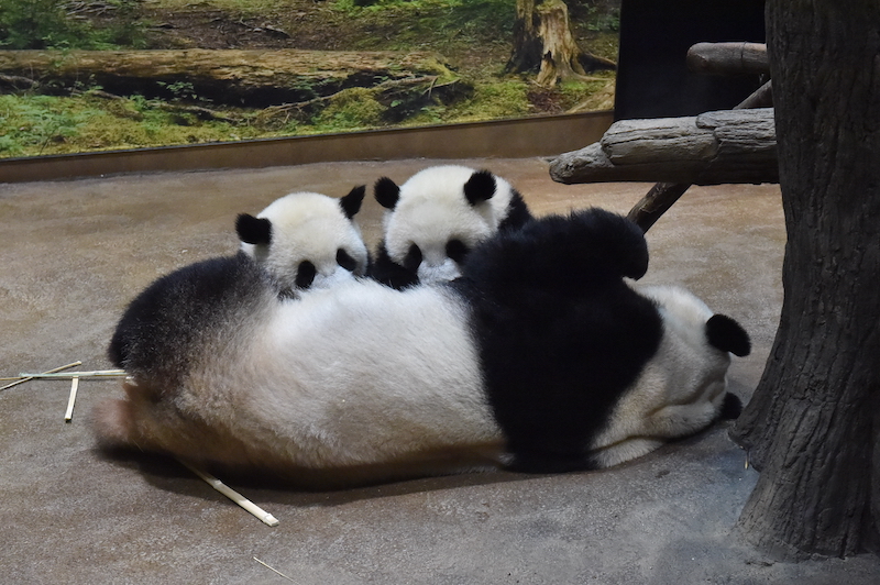 授乳中の母子パンダ