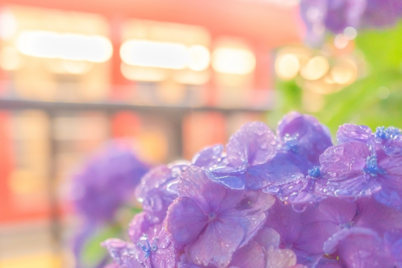 つゆがついた紫陽花