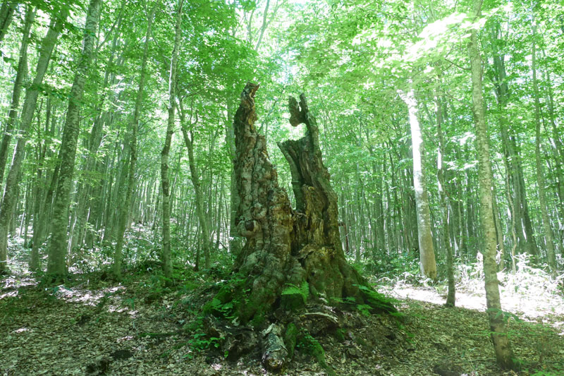 安比高原（岩手県）：ブナ林が舞台のアクティビティ（中のまきばとブナの森林浴）https://www.appi.co.jp/activity/forest_beech