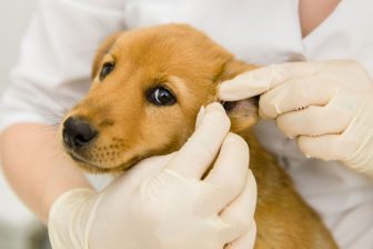 犬の耳がにおったら要注意！外耳炎の可能性も　予防のための耳そうじのやり方