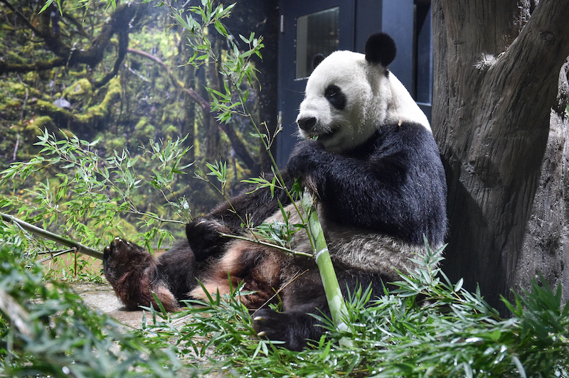 竹を食べるジャイアントパンダ