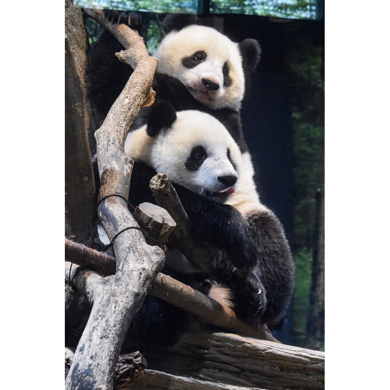 木に登る2頭の子パンダ