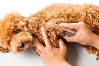 “犬の脱け毛”は病気が原因のことも　獣医師が解説する「注意すべき抜け方」
