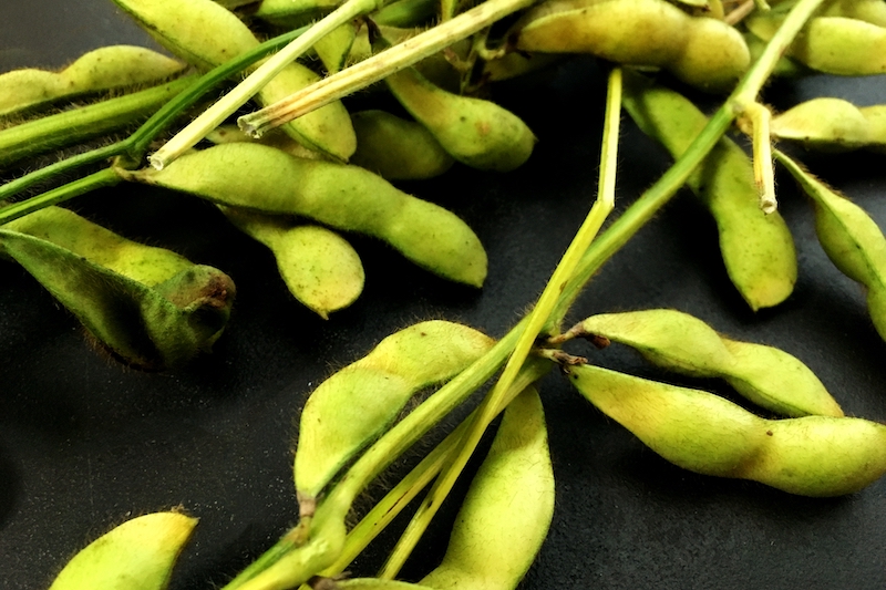 枝豆を買うときは枝つきがおすすめ（Ph／イメージマート）
