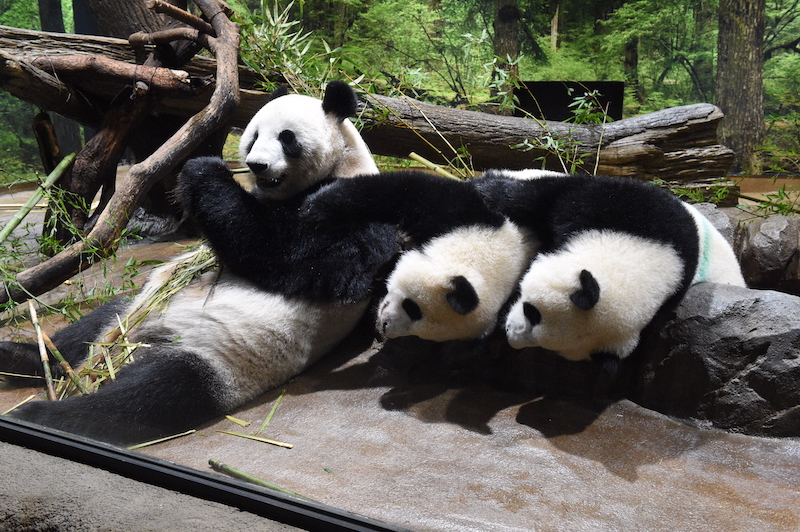 写真左から、母パンダのシンシンと双子パンダのレイレイ、シャオシャオ（Ph／（公財）東京動物園協会）