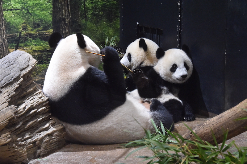 左から、母パンダのシンシン、レイレイ（メス）、シャオシャオ（オス）（Ph／(公財)東京動物園協会）