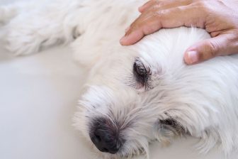 犬の熱中症、応急処置は「まず体を冷やすこと」獣医師が解説する注意点＆対応策