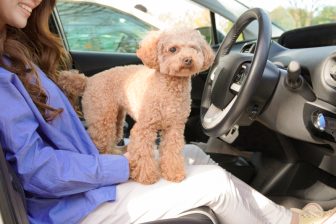 愛犬とのドライブ、慣れてない犬を連れて行くなら事前にやるべき3ステップのトレーニングを獣医師…