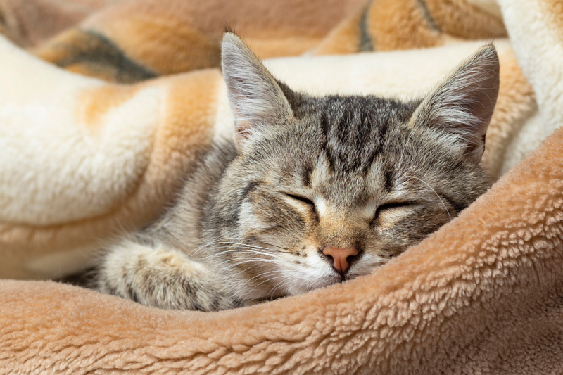 猫の結膜炎は感染症の一症状であるケースが多い（Ph／イメージマート）