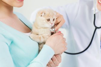 猫が病院を受診する理由の1位は消化器系の病気　飼い主が気をつけたい症状と予防のためにできるこ…