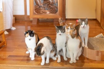 「猫全部のせ朝食」で話題！那須・長楽寺で暮らす6匹の“福猫”と住職たちの日常