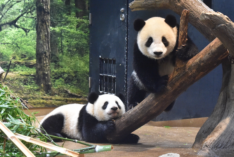 双子パンダのレイレイ（左）とシャオシャオ（右）（Ph／（公財）東京動物園協会）