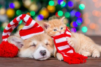 犬や猫の寒さ対策を獣医師が解説　ブラッシングや加湿が有効、ホットカーペットは低温やけどに注意